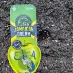 Jamaican Dream - Sprint Grow 2025