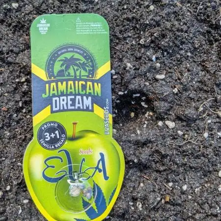 Jamaican Dream - Sprint Grow 2025