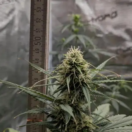 Gorillaz Auto, FAT Beans