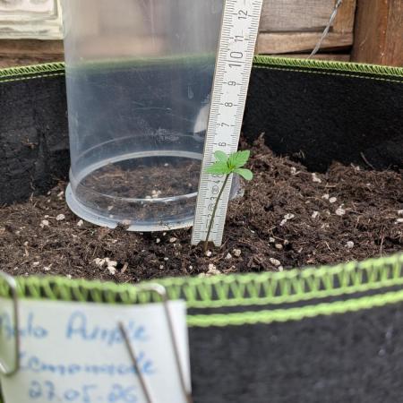 Outdoor Grow 2026