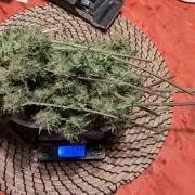 Jamaican Dream - Sprint Grow 2025