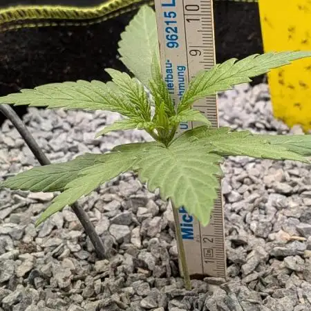Jamaican Dream - Sprint Grow 2025