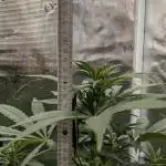 Jamaican Dream - Sprint Grow 2025