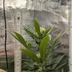 Jamaican Dream - Sprint Grow 2025