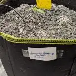 Jamaican Dream - Sprint Grow 2025