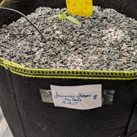 Jamaican Dream - Sprint Grow 2025