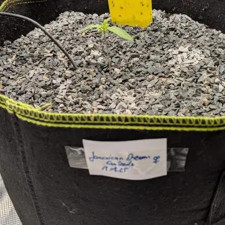 Jamaican Dream - Sprint Grow 2025