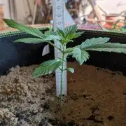 Outdoor Grow 2026
