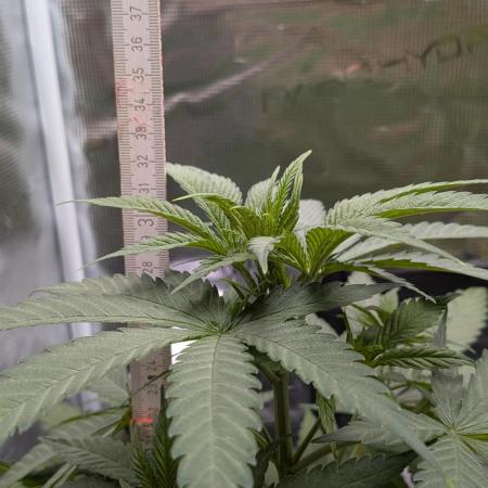 Jamaican Dream - Sprint Grow 2025