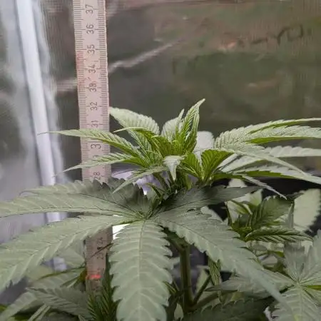 Jamaican Dream - Sprint Grow 2025