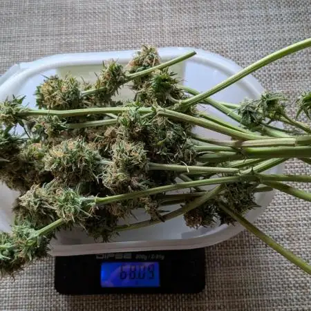 Gorillaz Auto, FAT Beans