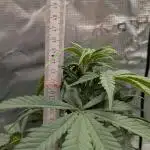 Jamaican Dream - Sprint Grow 2025
