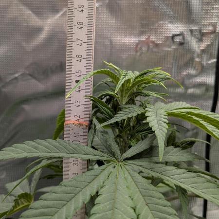 Jamaican Dream - Sprint Grow 2025