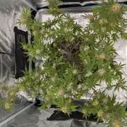 Jamaican Dream - Sprint Grow 2025