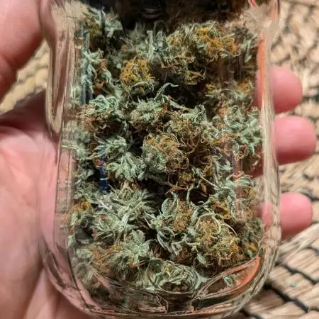 Gorillaz Auto, FAT Beans