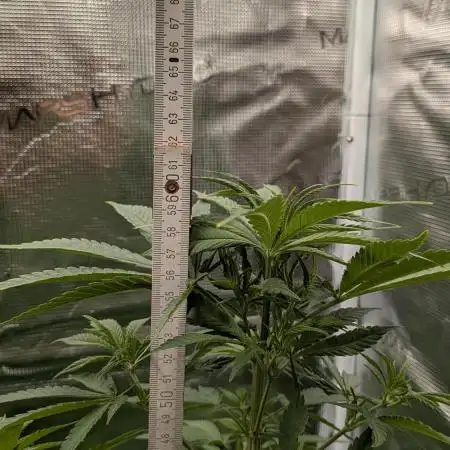Jamaican Dream - Sprint Grow 2025