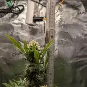 Jamaican Dream - Sprint Grow 2025