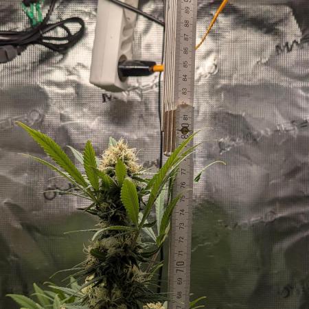 Jamaican Dream - Sprint Grow 2025