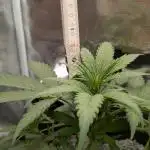 Jamaican Dream - Sprint Grow 2025
