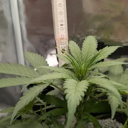 Jamaican Dream - Sprint Grow 2025