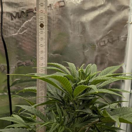 Jamaican Dream - Sprint Grow 2025