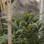 Jamaican Dream - Sprint Grow 2025