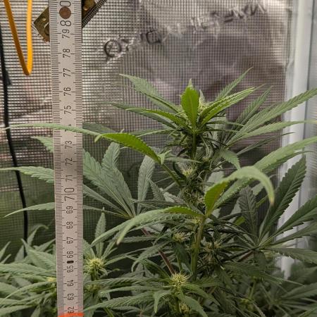 Jamaican Dream - Sprint Grow 2025