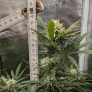 Jamaican Dream - Sprint Grow 2025