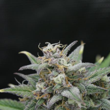 Lemon Cherry Cookies Auto x2 - Banana Purple Punch Auto x2 - FastBuds