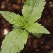 AK47 - Serious Seeds - Fem