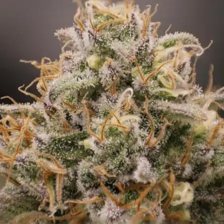 Whiteberry - Paradise Seeds - First Fem