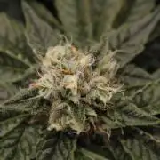 Sweetopia - Paradise Seeds