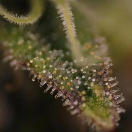 Whiteberry - Paradise Seeds - First Fem