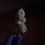 Super Boof - Purple Haze - FastBuds