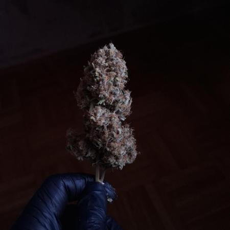 Super Boof - Purple Haze - FastBuds