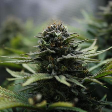 Durga Mata II CBD - 1:1 - Paradise Seeds