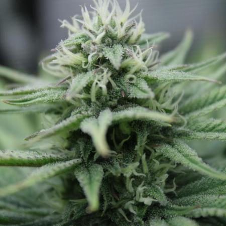 Durga Mata II CBD - 1:1 - Paradise Seeds