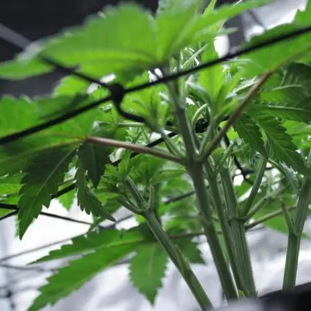 Whiteberry - Paradise Seeds - First Fem