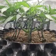 Durga Mata II CBD - 1:1 - Paradise Seeds