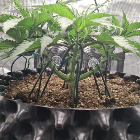 Durga Mata II CBD - 1:1 - Paradise Seeds
