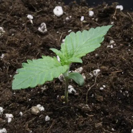 Whiteberry - Paradise Seeds - First Fem