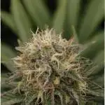 Whiteberry - Paradise Seeds - First Fem