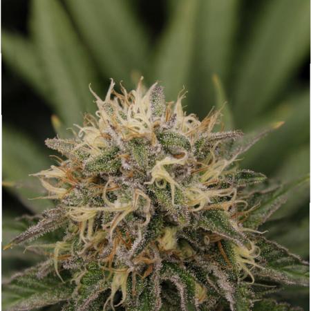 Whiteberry - Paradise Seeds - First Fem