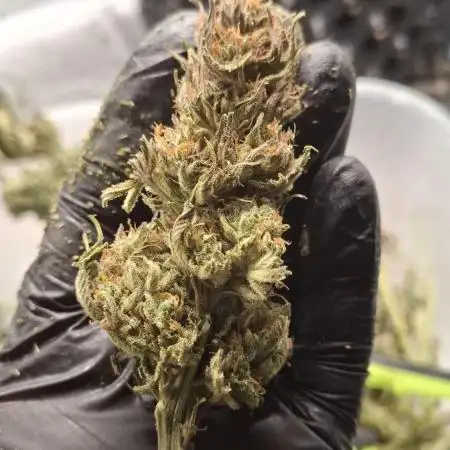 Durga Mata II CBD - 1:1 - Paradise Seeds