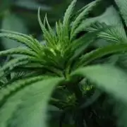 Sweetopia - Paradise Seeds