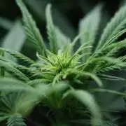 Durga Mata II CBD - 1:1 - Paradise Seeds