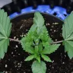 Whiteberry - Paradise Seeds - First Fem