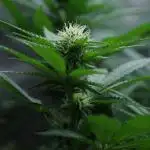 Whiteberry - Paradise Seeds - First Fem