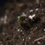 Durga Mata II CBD - 1:1 - Paradise Seeds