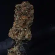 Sweetopia - Paradise Seeds